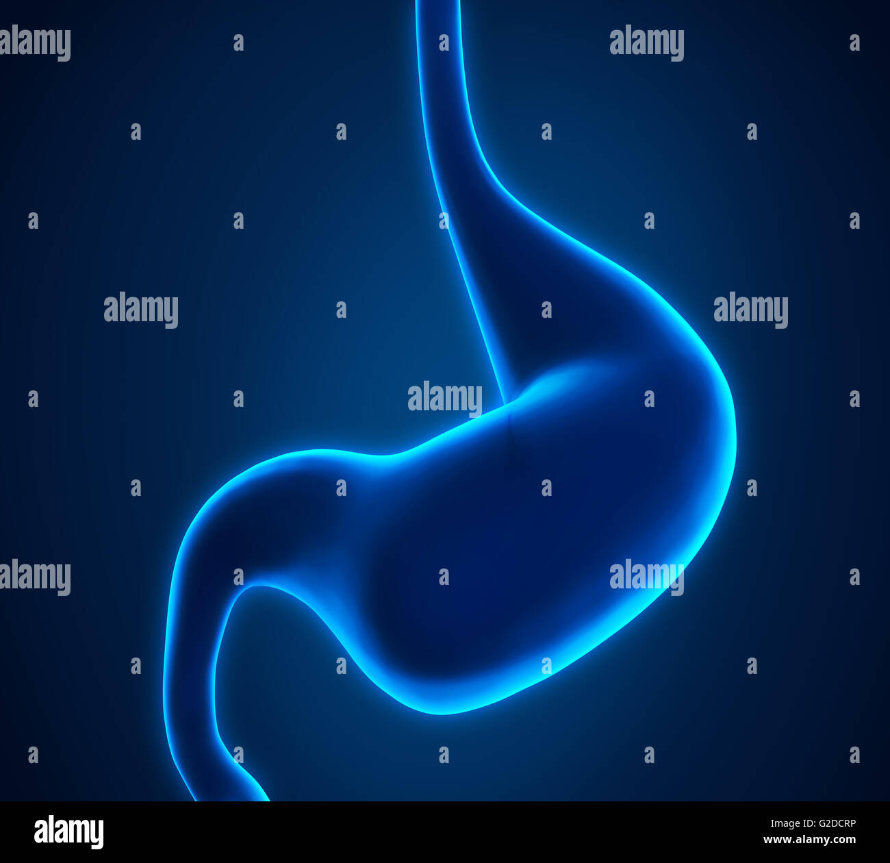 Stomaco umano anatomia Foto Stock