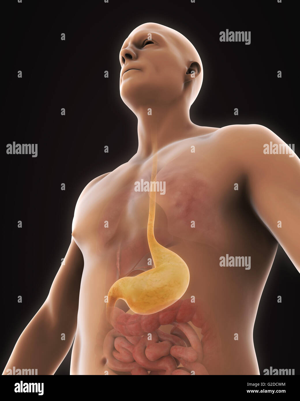 Stomaco umano anatomia Foto Stock