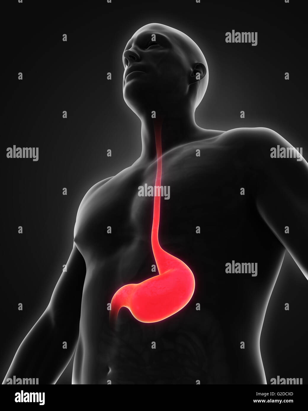 Stomaco umano anatomia Foto Stock