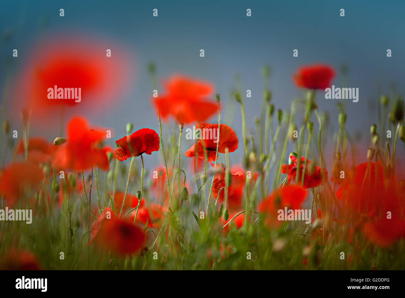 Bello e tranquillo campo di mais rosso papavero fiori a inizio estate su una serena giornata soleggiata Foto Stock