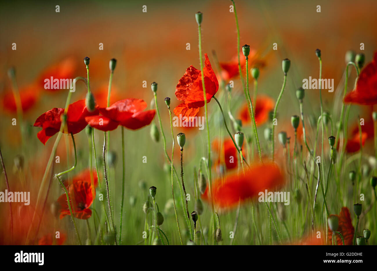 Bello e tranquillo campo di mais rosso papavero fiori a inizio estate su una serena giornata soleggiata Foto Stock