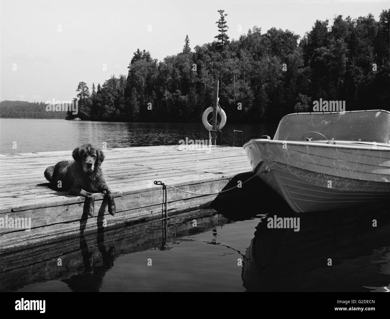 Cane sul bacino Foto Stock