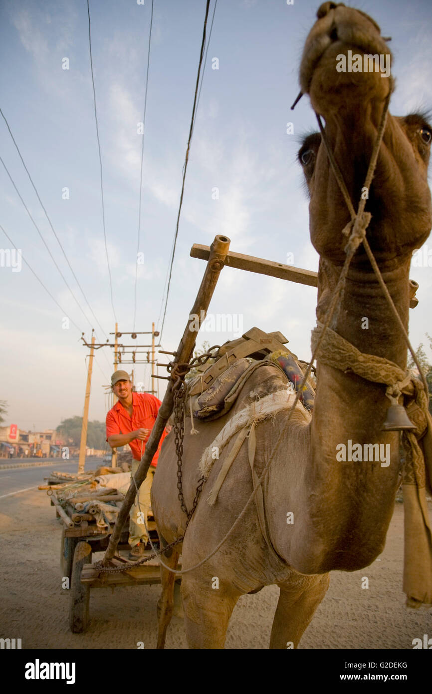 Uomo di sterzo carrello cammello, New Delhi, India Foto Stock