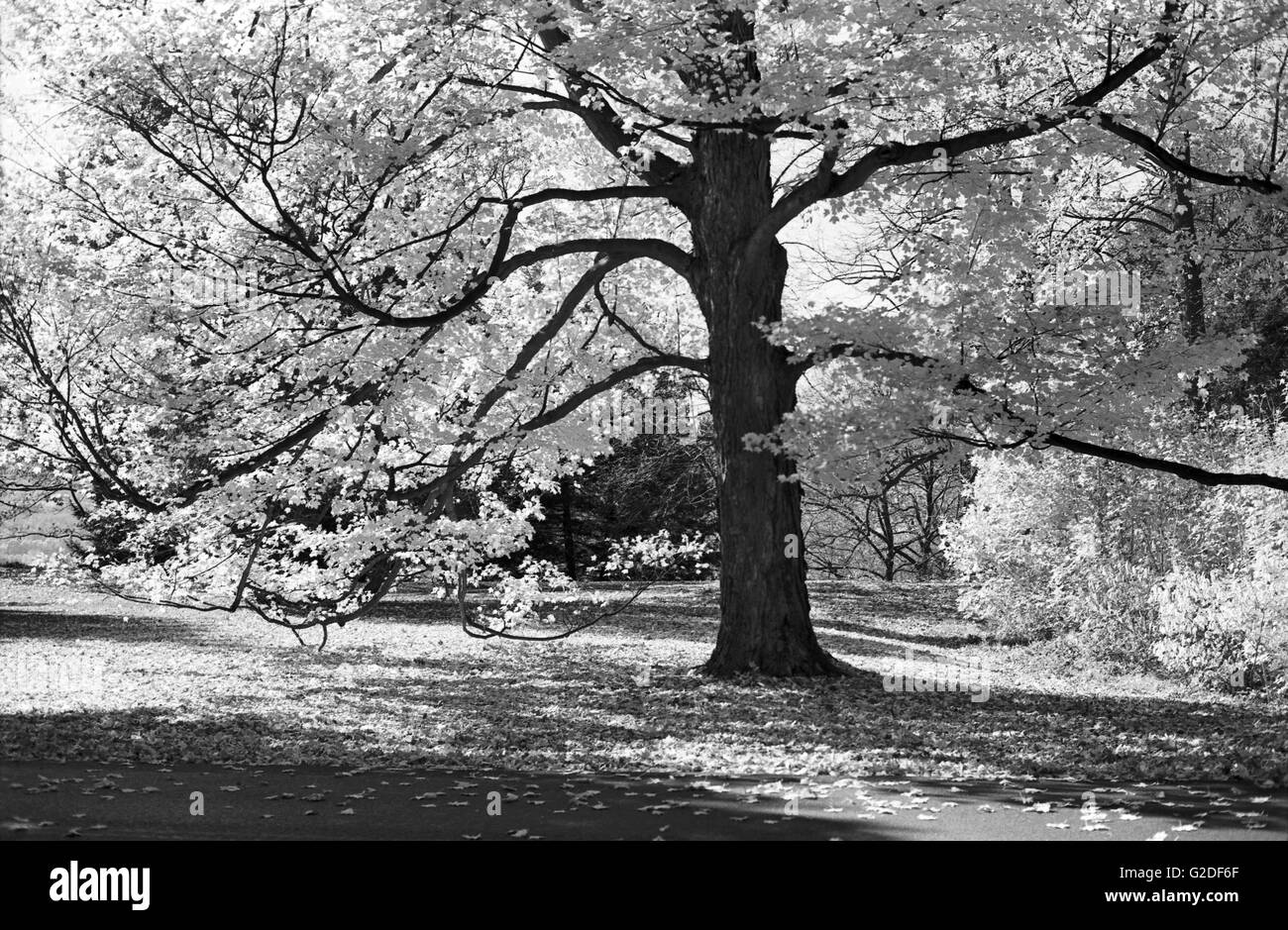 Grandi Autumn Tree Foto Stock