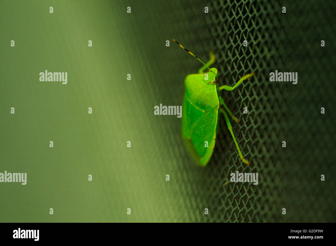 Green Stink Bug sullo schermo Foto Stock