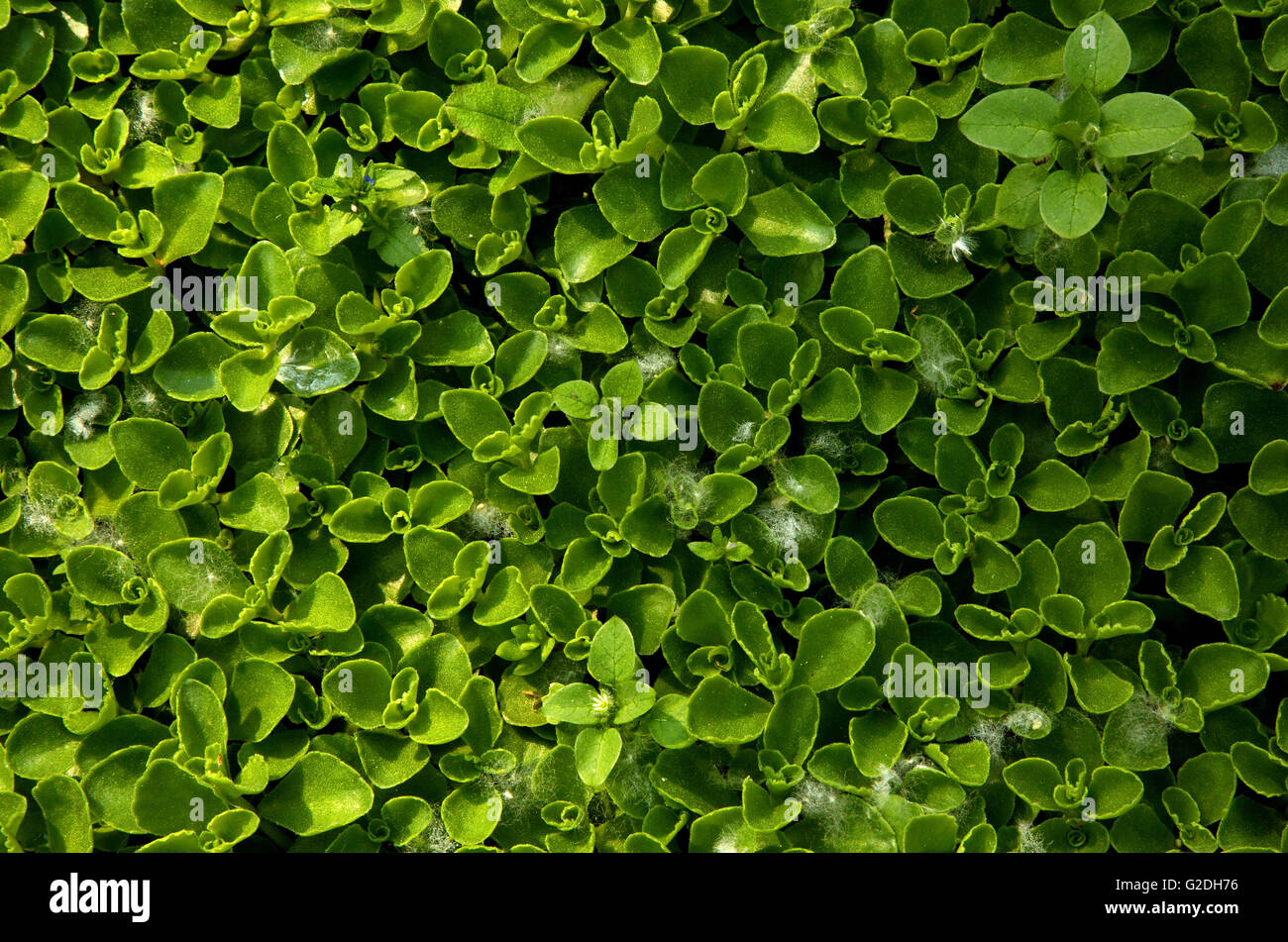 Foto piccole foglie verdi, densamente crescente sul terreno. È interessante notare che il fondo naturale e texture. Vista da sopra Foto Stock