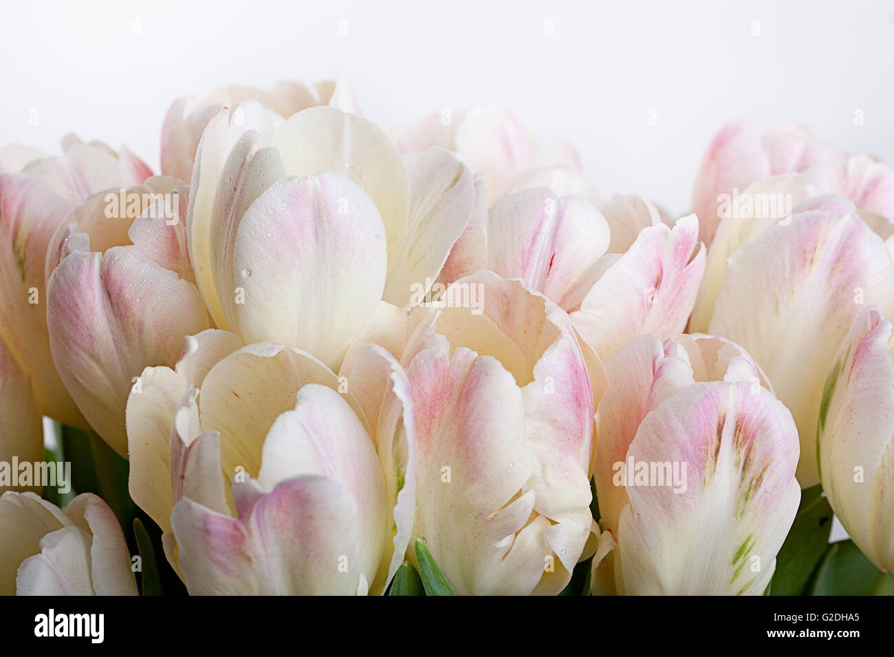 Bouquet di color pastello tulipani con gocce d'acqua Foto Stock