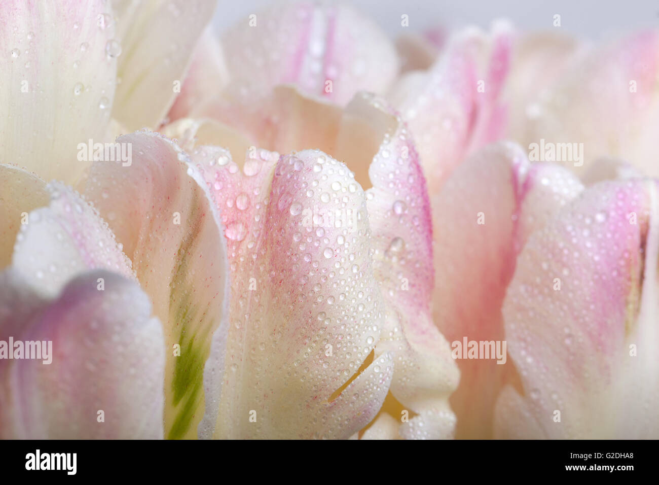 Bouquet di color pastello tulipani con gocce d'acqua Foto Stock