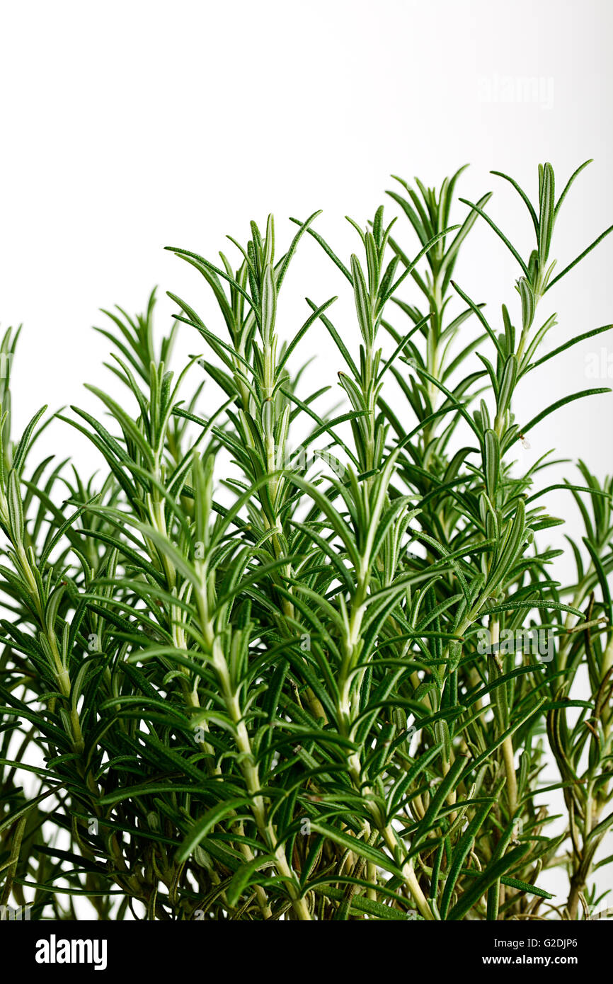 Di rosmarino fresco di erbe utilizzate in profumeria e in cucina come aromatizzante per la carne e il pollame isolato su bianco Foto Stock