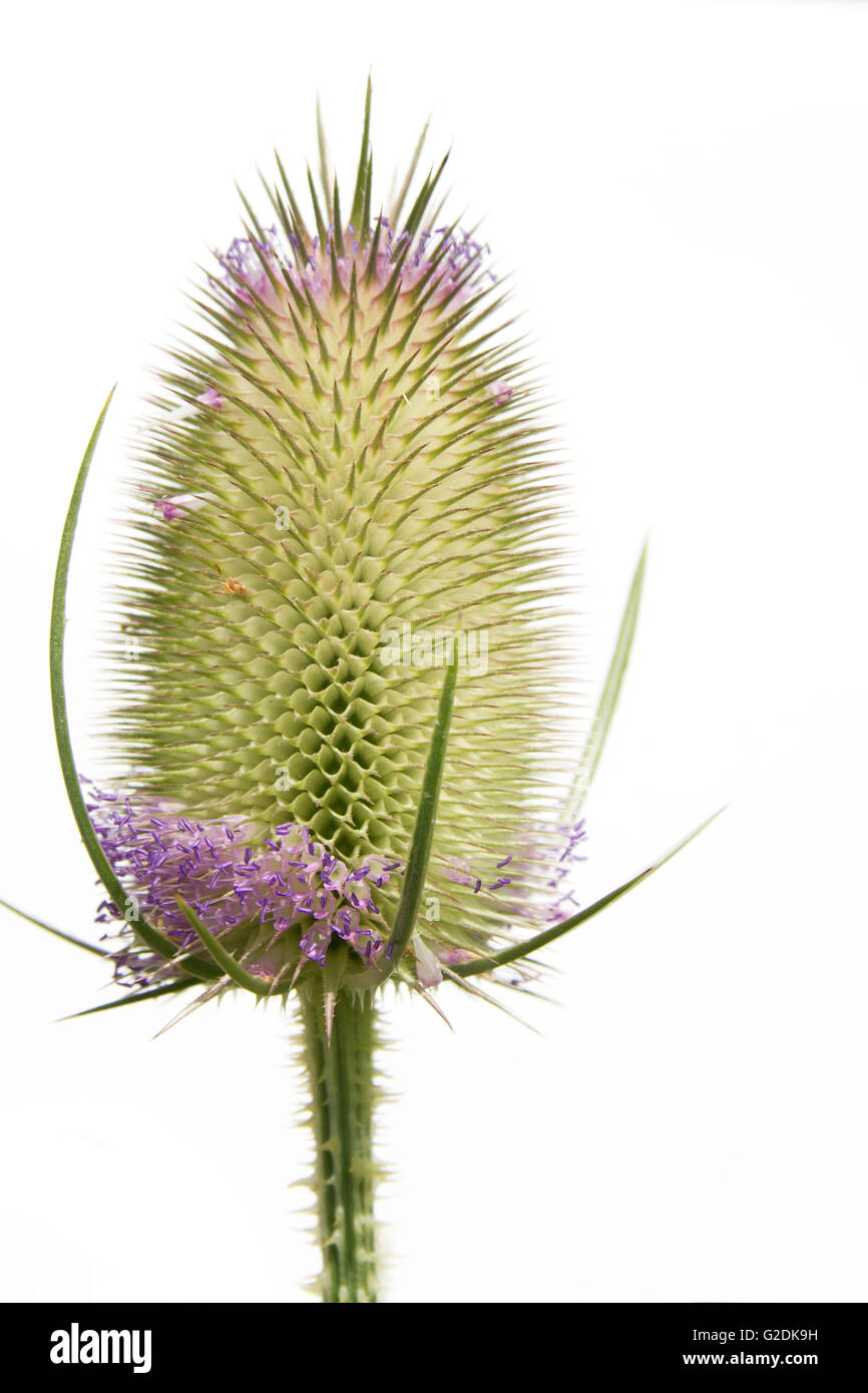 Dipsacus fullonum, noto anche come Dipsacus sylvestris, wild teasel, teazel o cardo Foto Stock