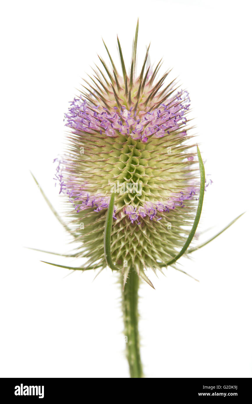 Dipsacus fullonum, noto anche come Dipsacus sylvestris, wild teasel, teazel o cardo, con due file di fiori Foto Stock