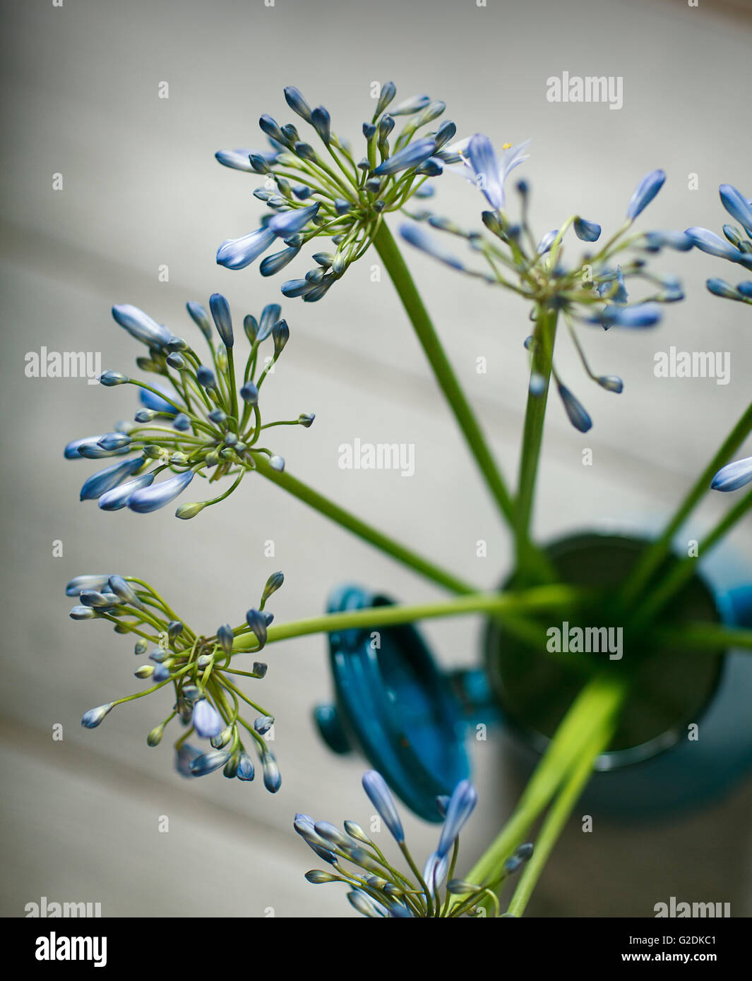 Stilleben mit blauen Zwiebelblüten rétro - Kaffeekanne Foto Stock