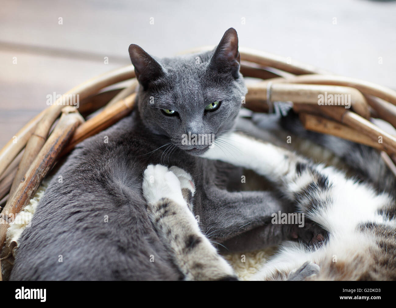 Zwei Katzen beim Kuscheln Weidenkörbchen im Foto Stock