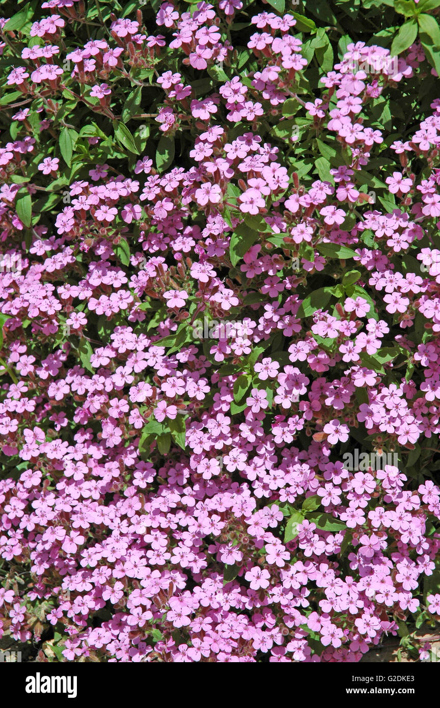 Saponaria ocymoides Foto Stock