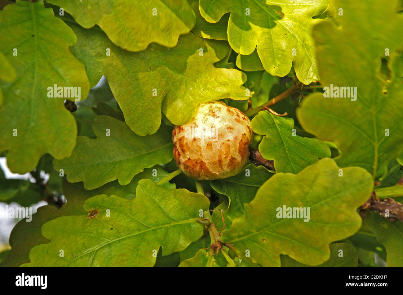 Oak apple su Quercia comune Foto Stock