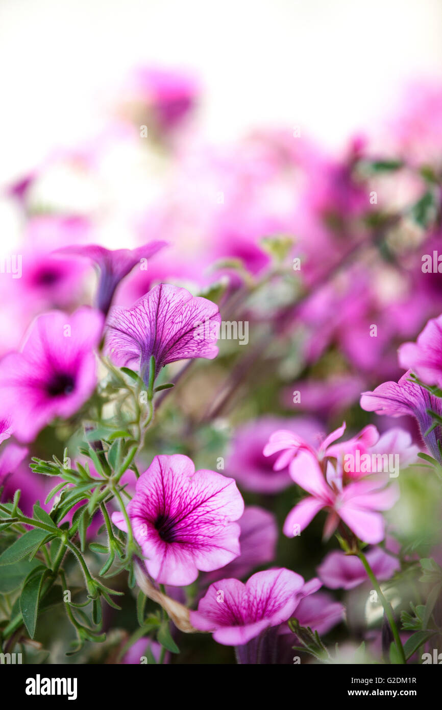 Nahaufnahme von violetten Petunien Foto Stock