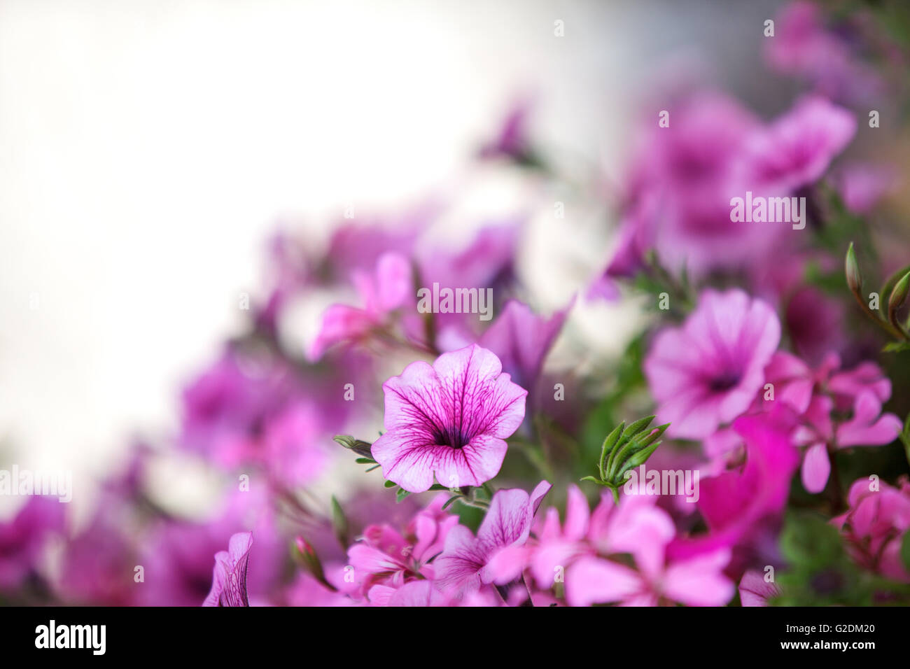 Nahaufnahme von violetten Petunien Foto Stock