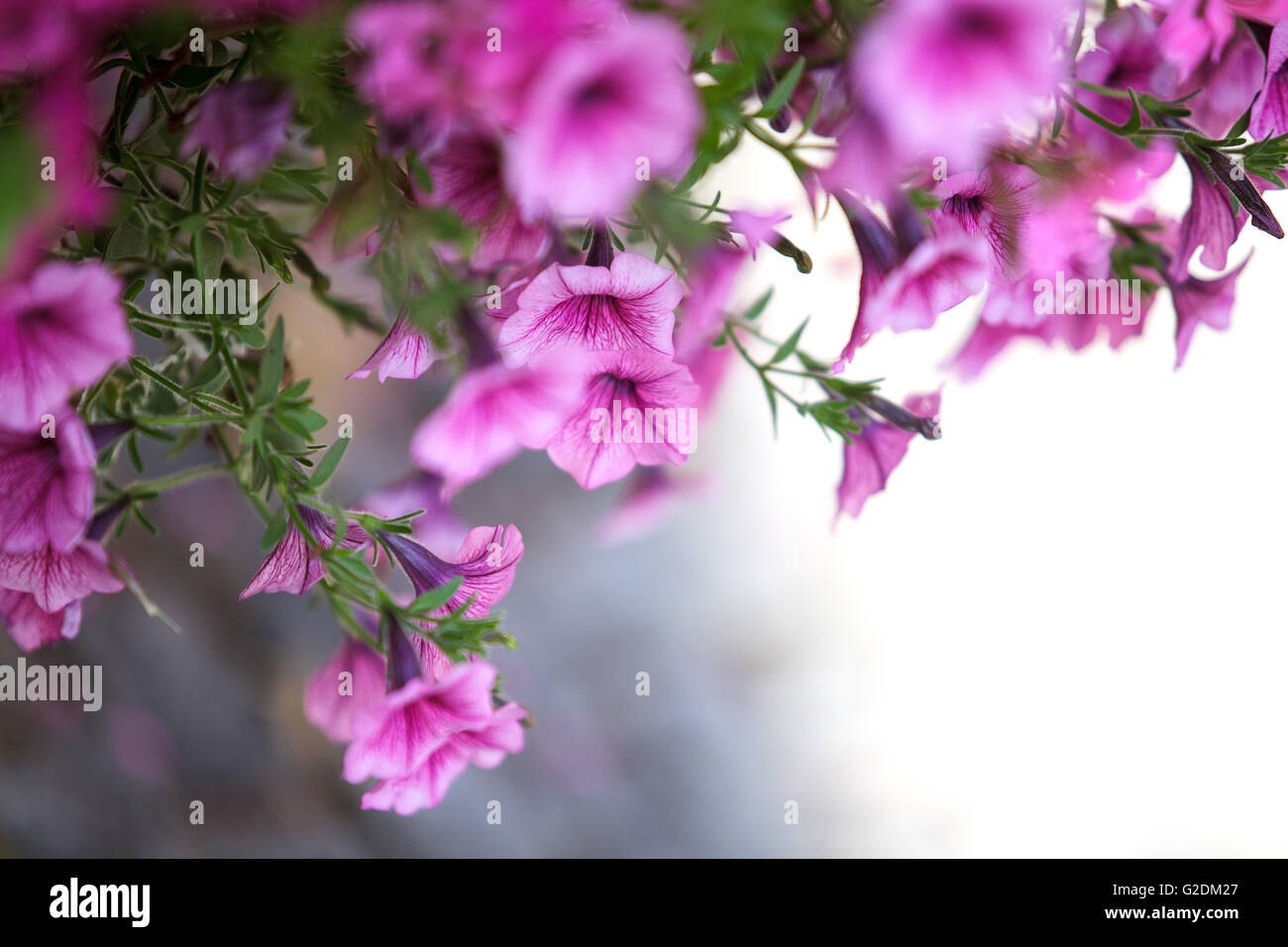 Nahaufnahme von violetten Petunien Foto Stock