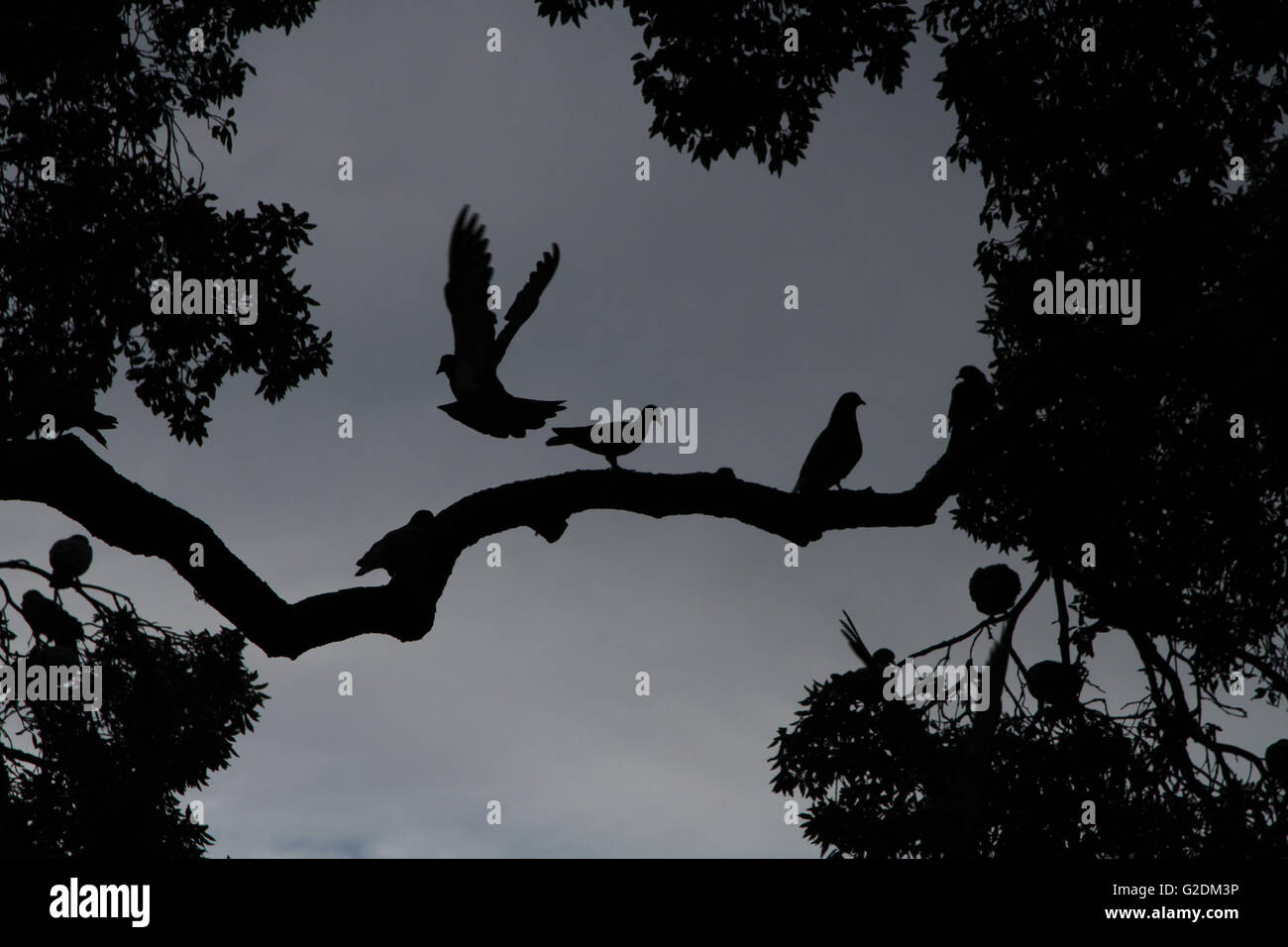 Flying colomba pigeon bird silhouette bianca isolata di vettore colombe illustrazione animale design pace sfondo icona ala amore nero Foto Stock