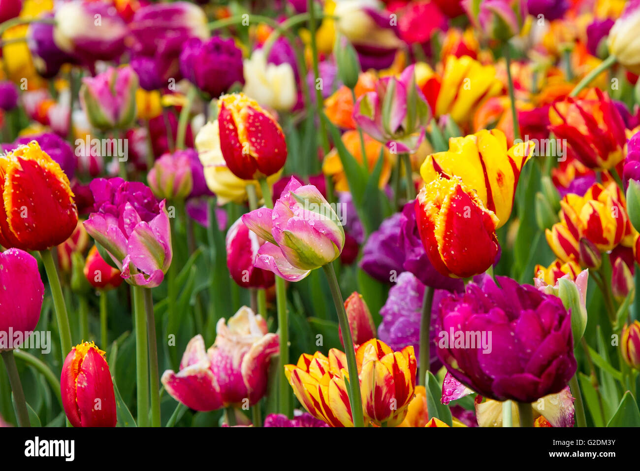 I tulipani tulip fiore di primavera giardino natura sfondo rosso floreale verde fiori di campo rosa colorato giallo fiore pianta bellezza col Foto Stock