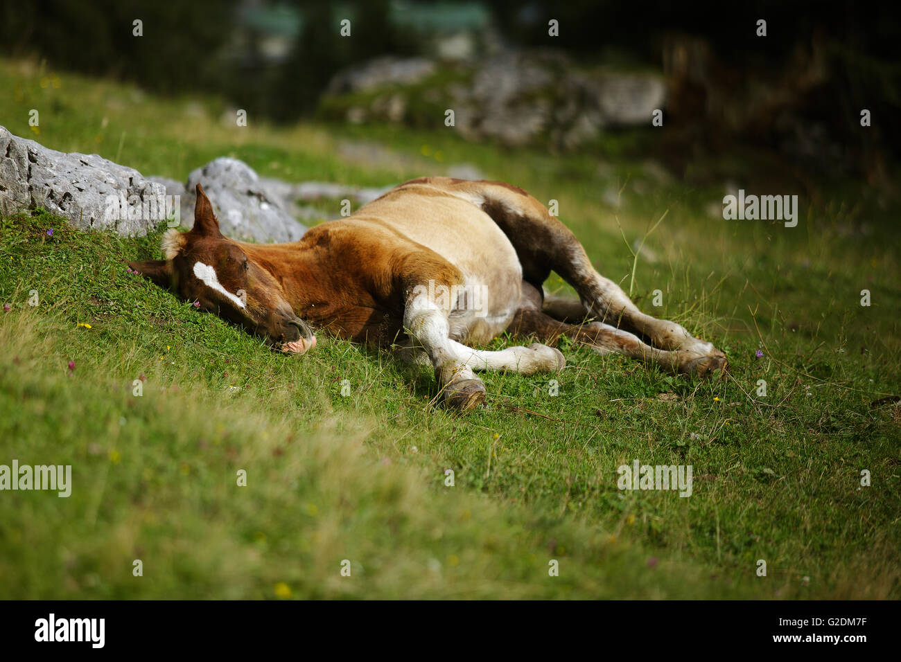 Giovane puledro nelle Alpi austriache sui pascoli di montagna Foto Stock