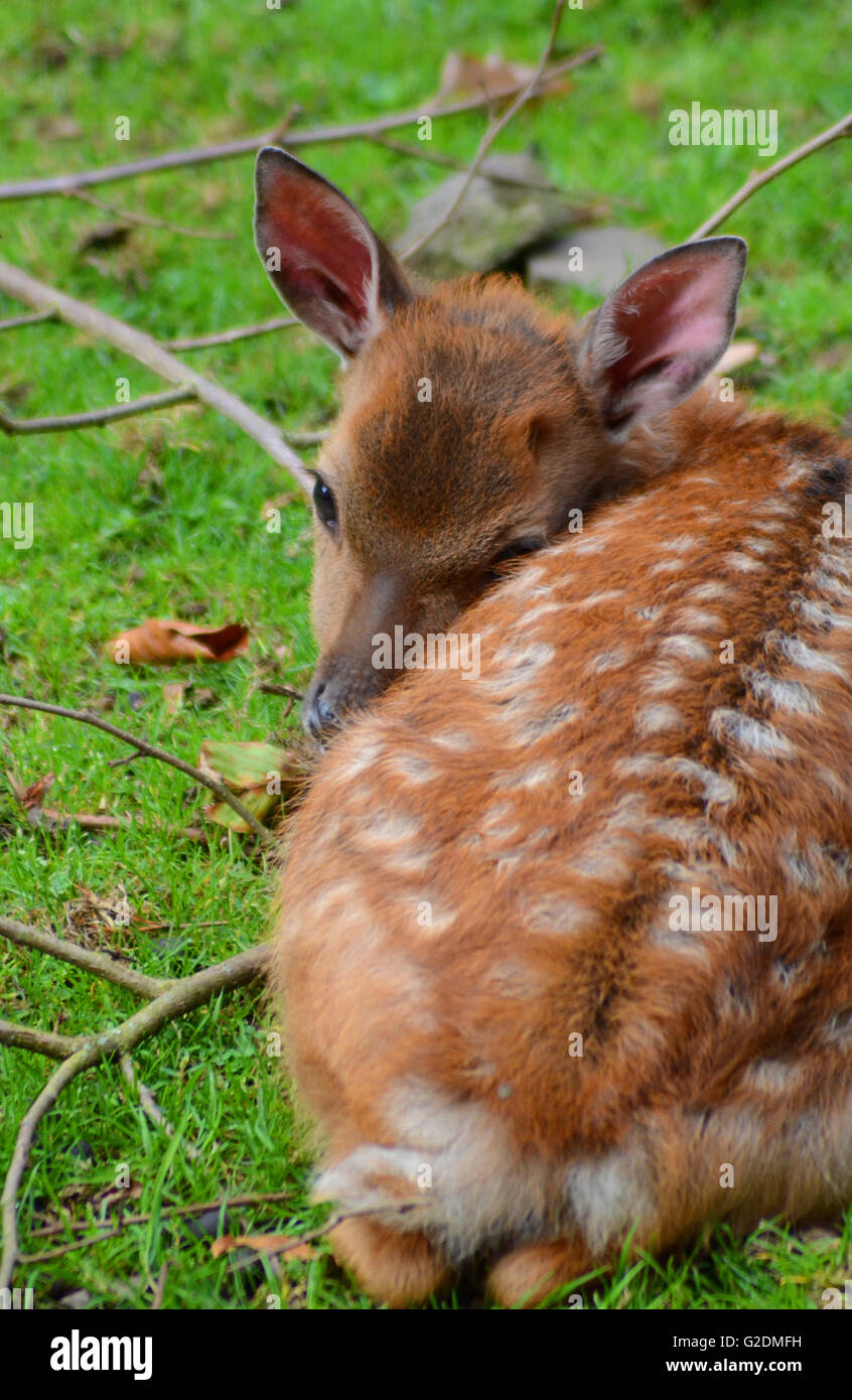 Baby daini sdraiati sull'erba Foto Stock