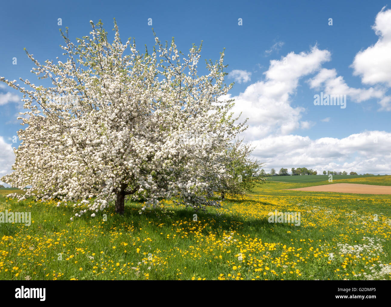Lussureggiante fioritura di melo in un prato di fiori Foto Stock