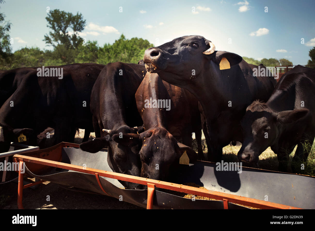 Mucche mangiano da un trogolo Foto Stock