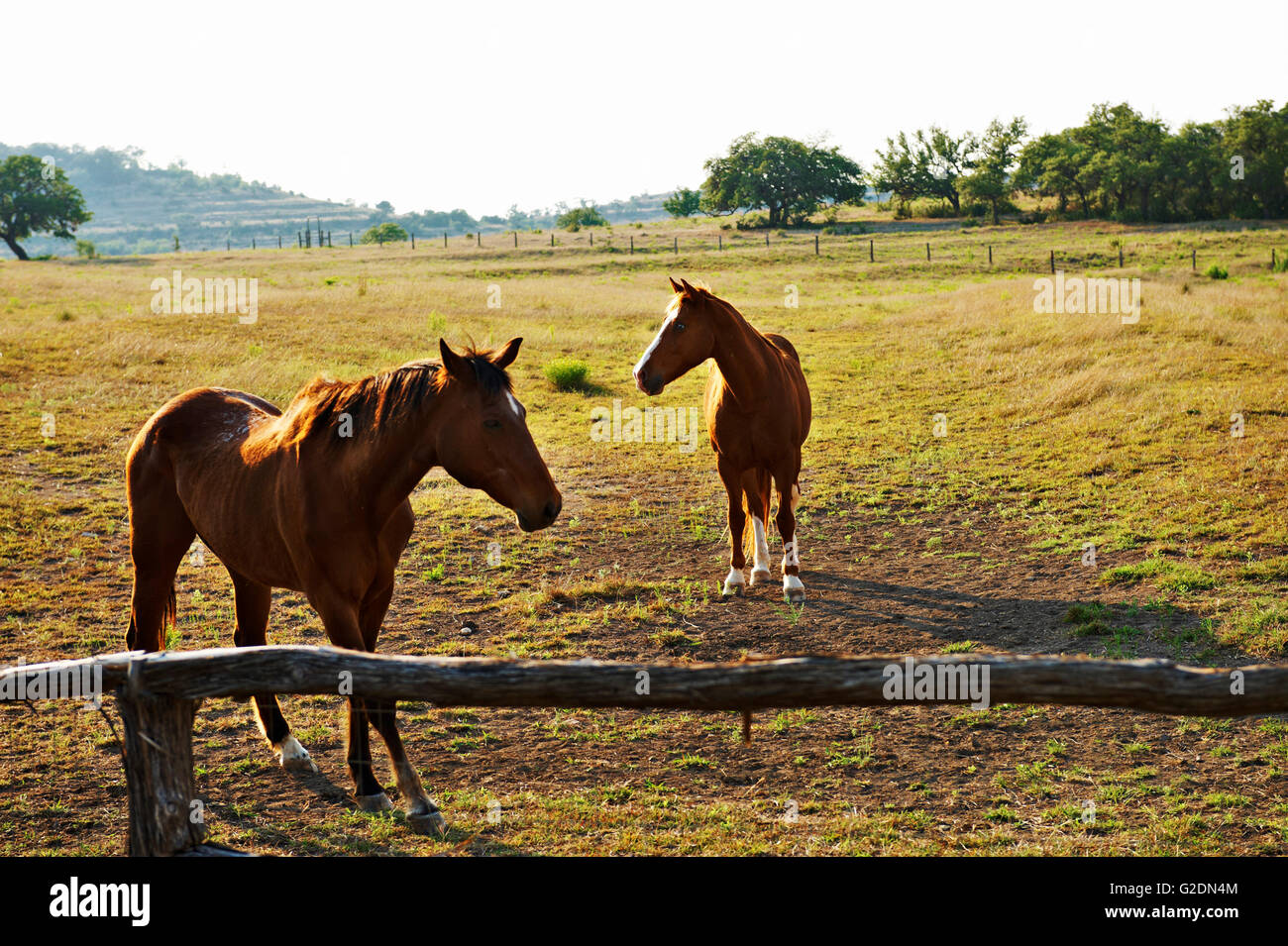 Due cavalli nel campo Foto Stock