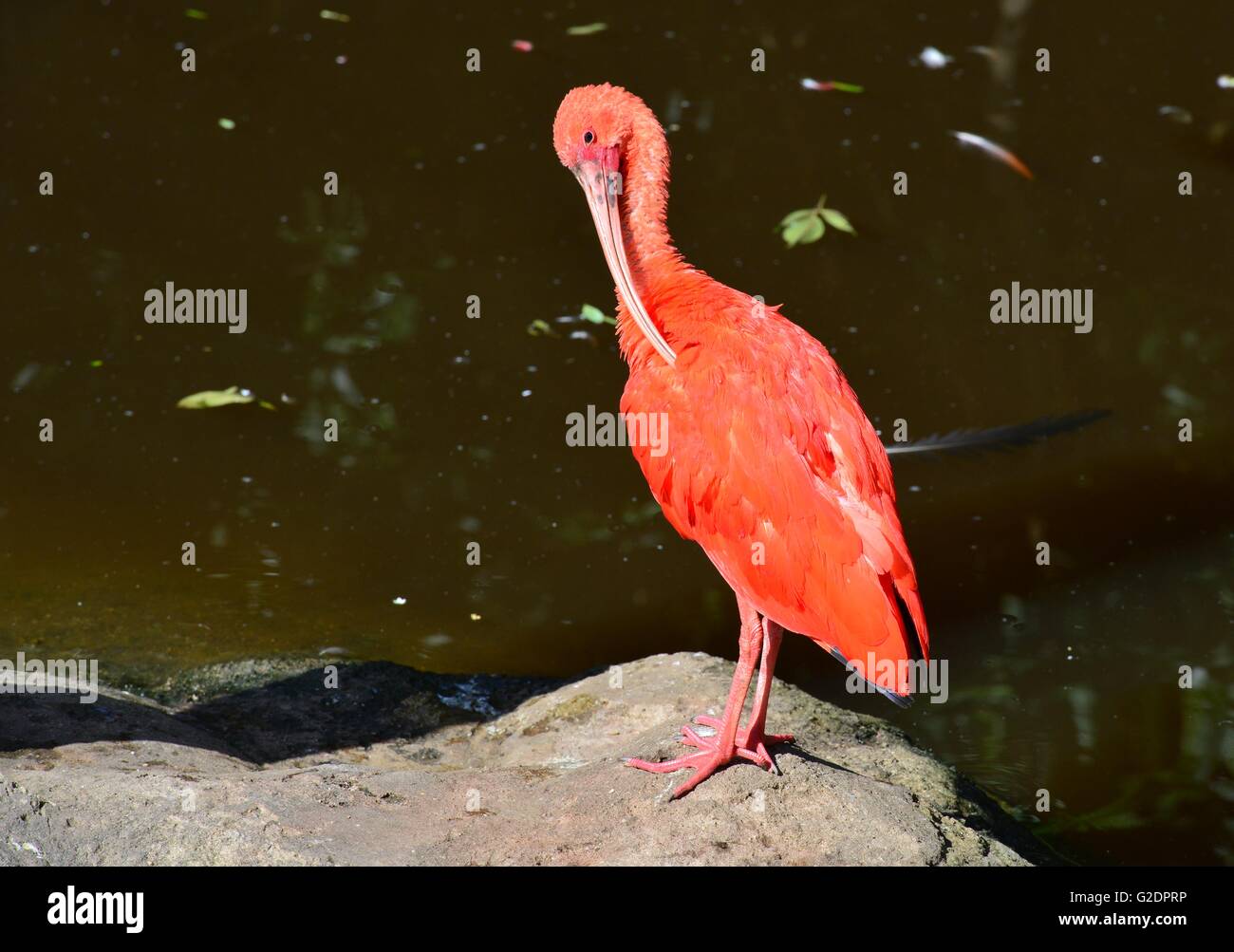 Scarlet Ibis da un lago in Sud Africa. Foto Stock