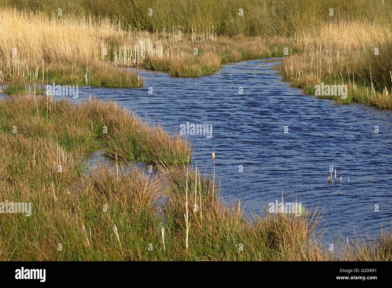 Dettaglio del vecchio brook nel profondo Hoogeveen, Paesi Bassi Foto Stock