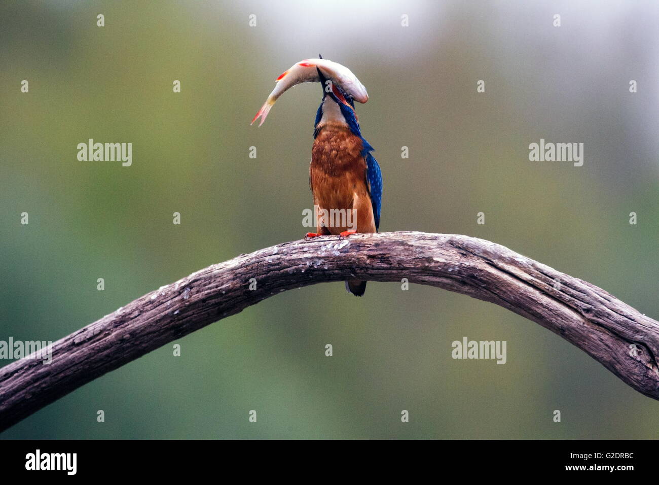 Kingfisher con big fish Foto Stock