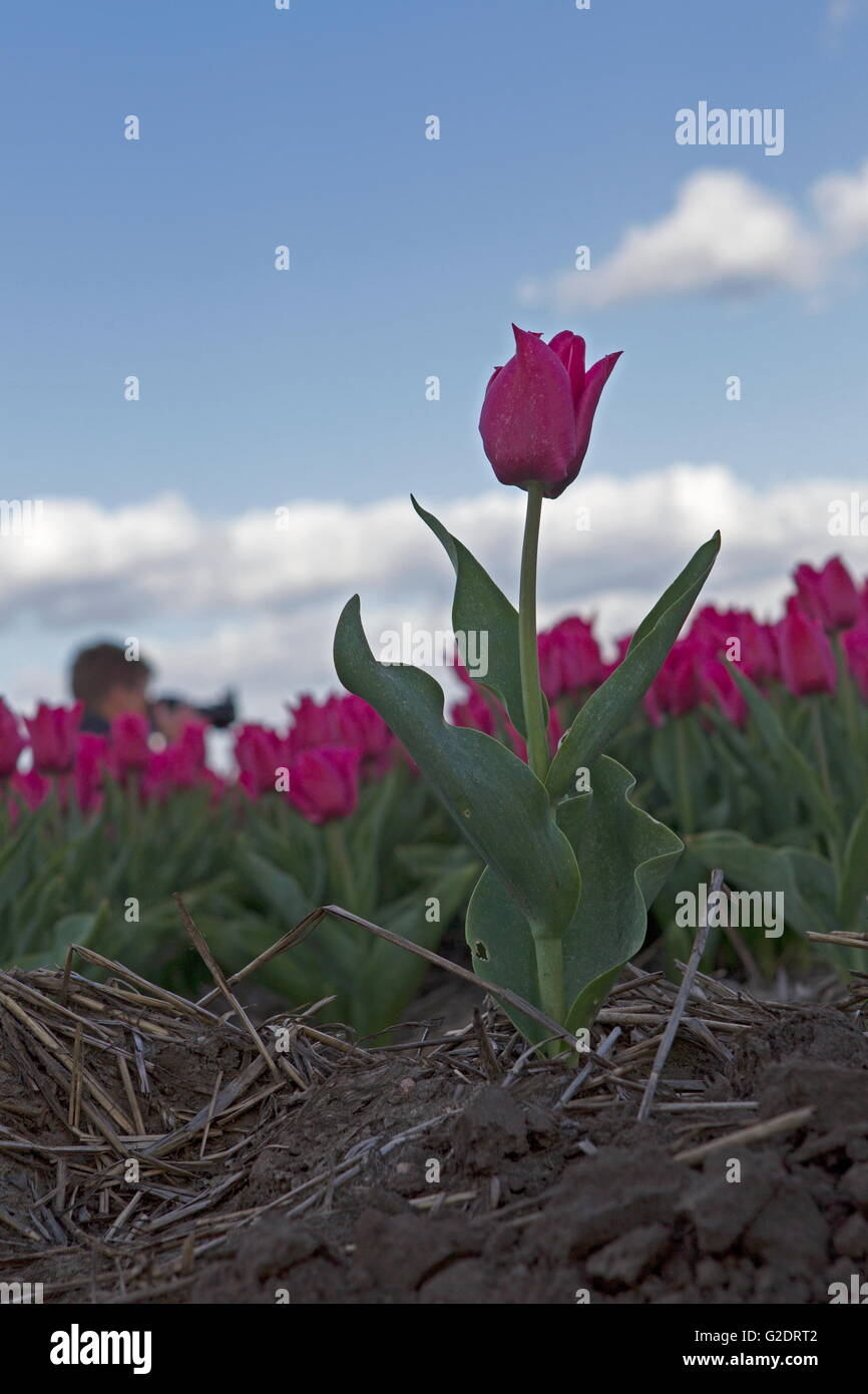Dwingeloo, Paesi Bassi, 3 Maggio 2016: Campo di tulipani con il fotografo Foto Stock