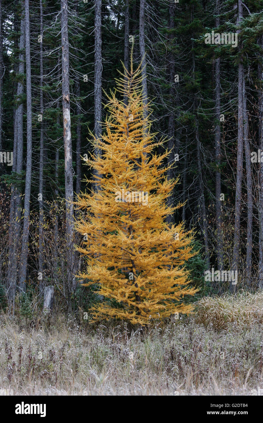 Larice orientale o tamarack , (Larix laricina), è uno degli ultimi alberi di cambiare colore in autunno nel Parco nazionale Voyageurs Foto Stock