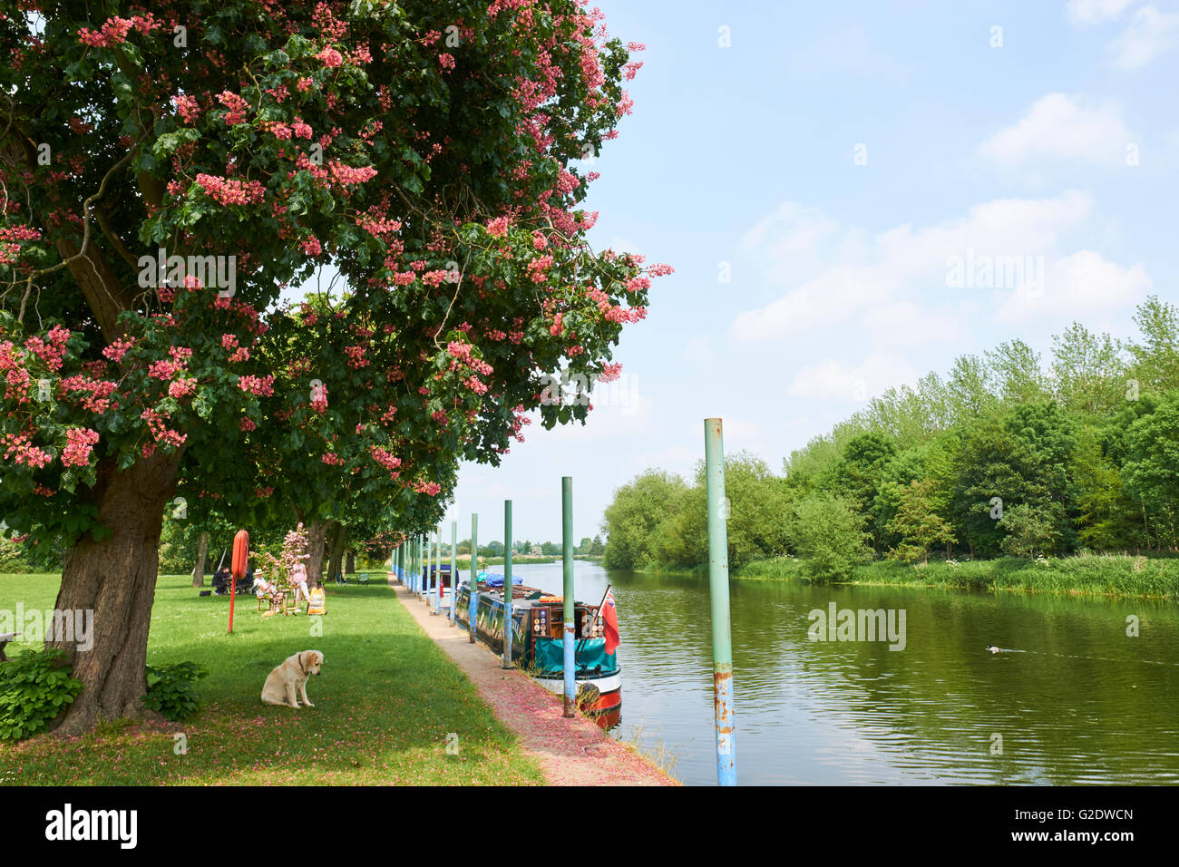 Riverside Gardens & l'ormeggio per la barca sul fiume Avon Pershore Wychavon WORCESTERSHIRE REGNO UNITO Foto Stock