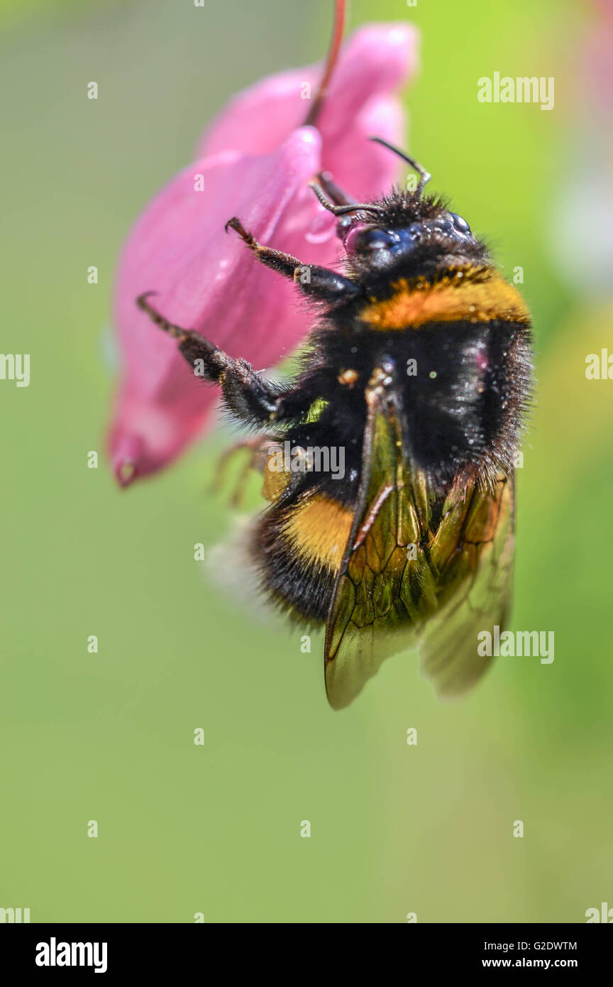 Bee, estate, lavoro, viaggio, vintage, romantico, la fauna selvatica, ritratto Foto Stock