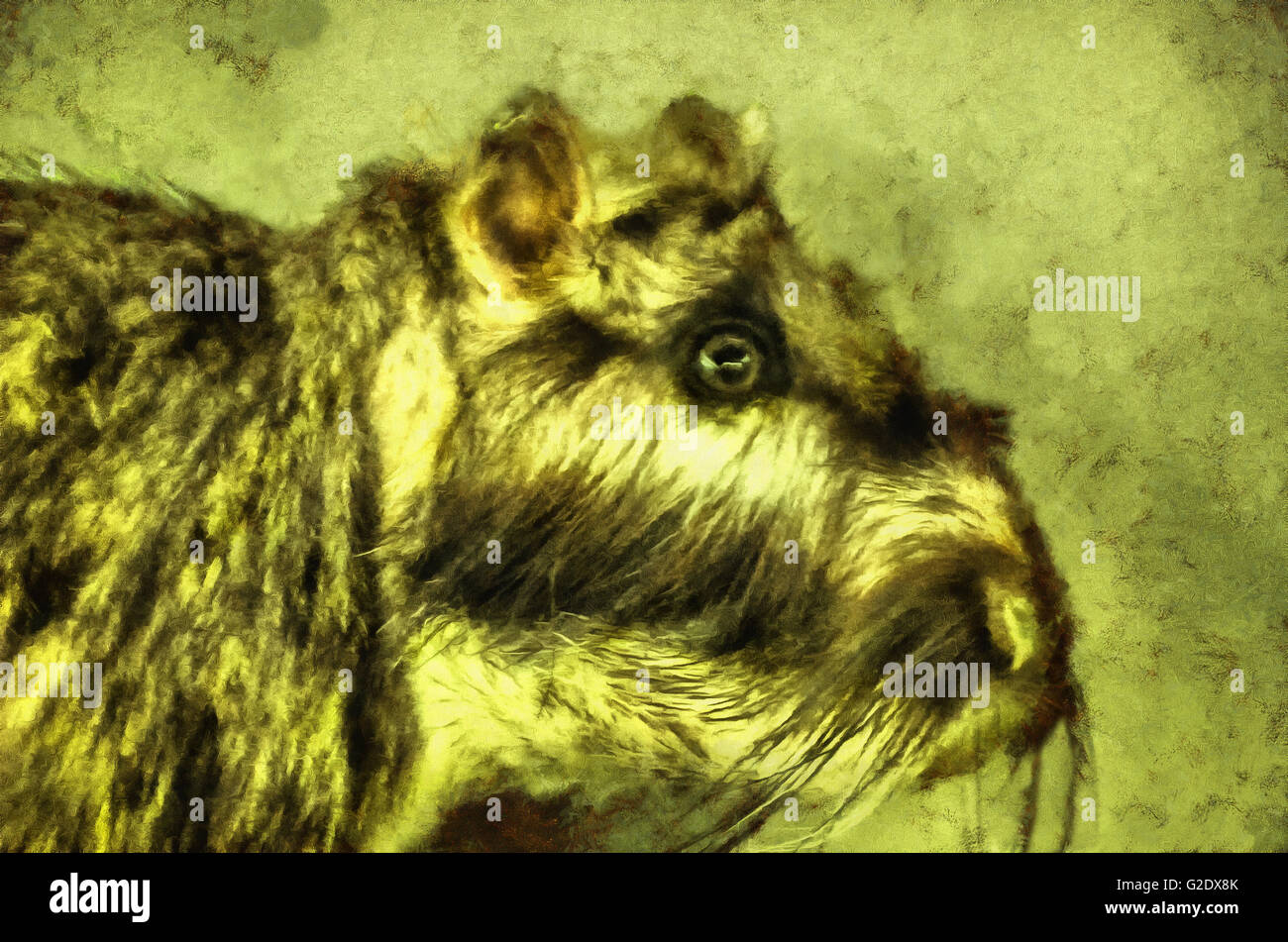Coundou indiano (latino Hystrix indica.) - Un animale famiglia del vecchio mondo porcupine (Hystricidae), illustrazioni Foto Stock