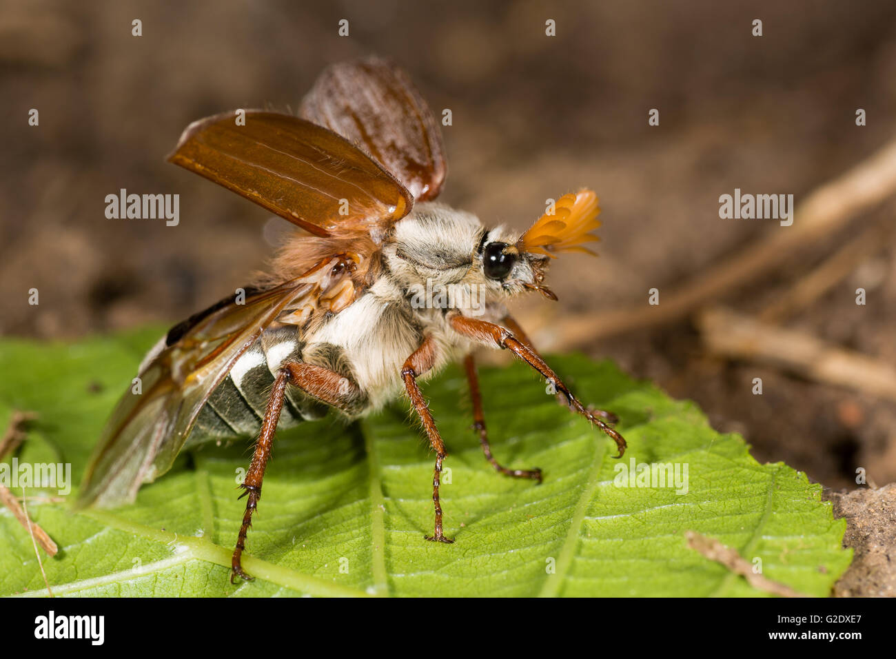 (Cockchafer Melolontha melolontha) circa di decollare. Beetle in famiglia Scarabaeidae mostrante la struttura di elytra e hindwings Foto Stock