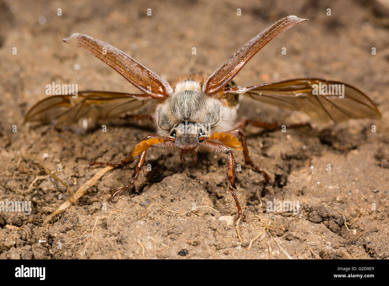 (Cockchafer Melolontha melolontha) circa di decollare. Beetle in famiglia Scarabaeidae mostrante la struttura di elytra e hindwings Foto Stock