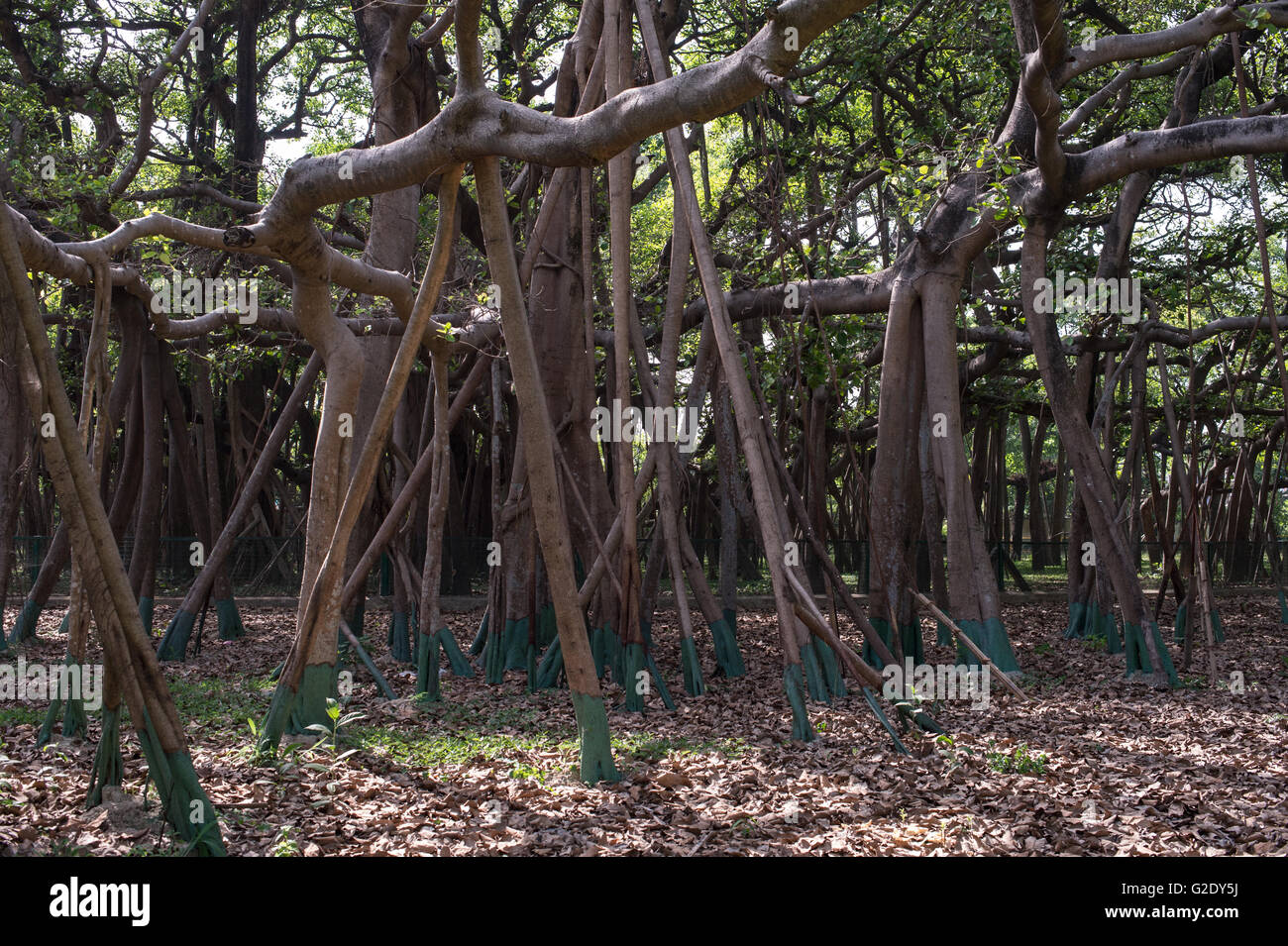 Ficus benghalensis, Indiano banyan, Moraceae, subcontinente indiano, Asia Foto Stock