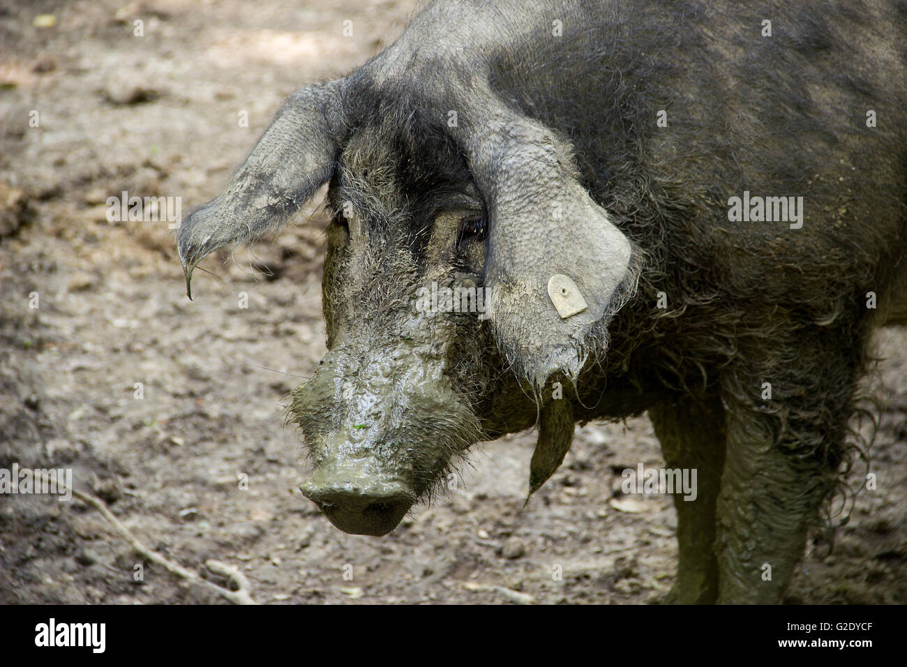 Serbia - Il Mangalica (Mangalitsa, Mangalitza) un vecchio ungherese razza di maiale domestico (Sus scrofa) cinghiale Foto Stock