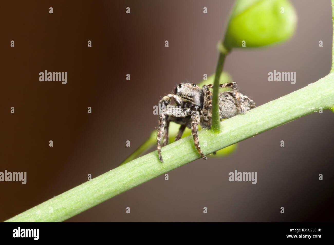 Il ponticello spider fotografato molto da vicino nel loro habitat Foto Stock