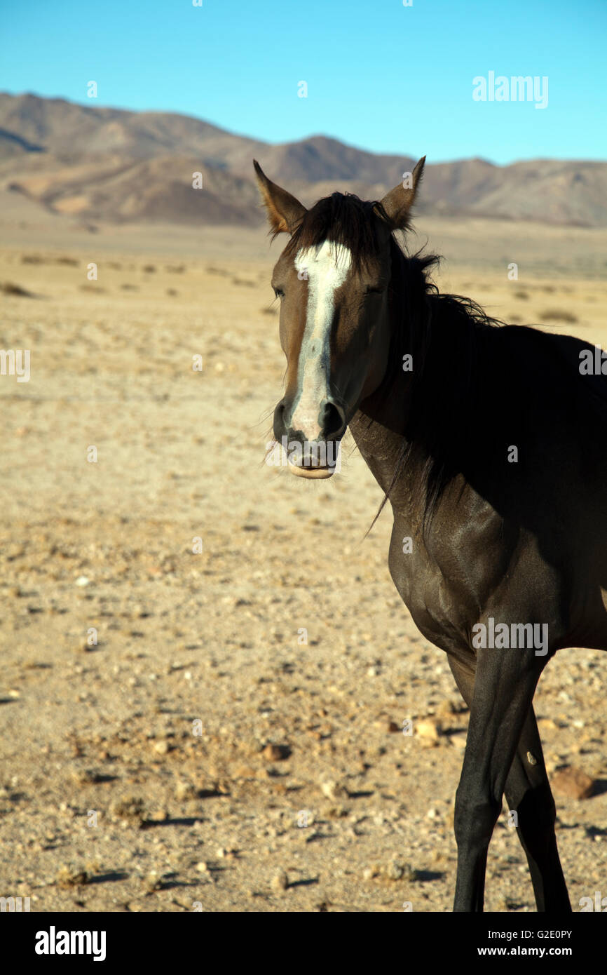 Deserto selvaggio cavalli di Garub pianure in Namibia Foto Stock