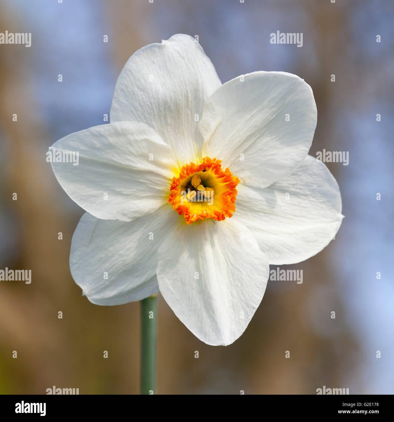 White Daffodil (Narcissus sp.) Foto Stock