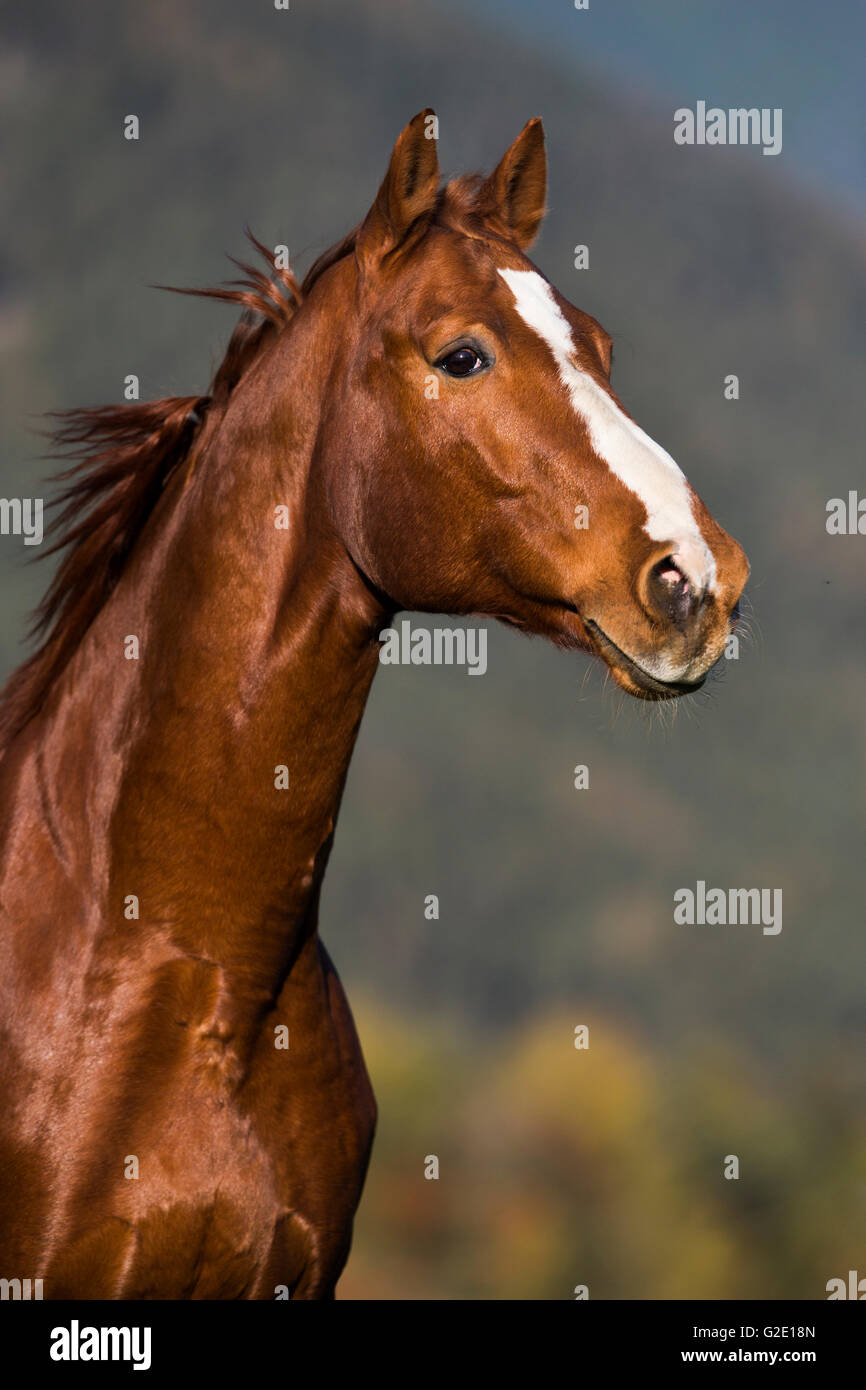 Hanoverian, fox, marrone e pelliccia rossastra, animale ritratto, Tirolo, Austria Foto Stock