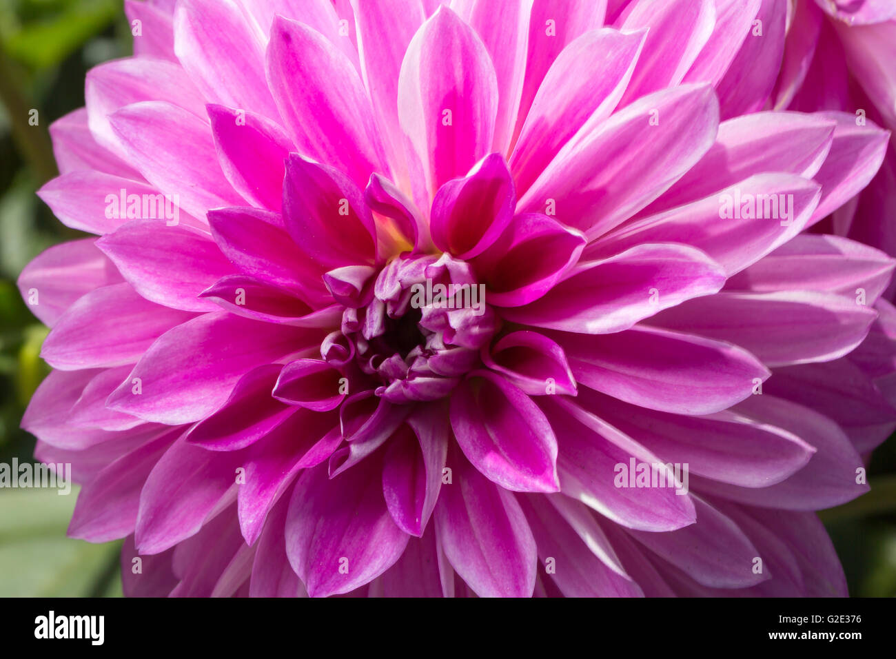 Rosa e Viola Fiore Dahlia Cloe fino. Foto Stock