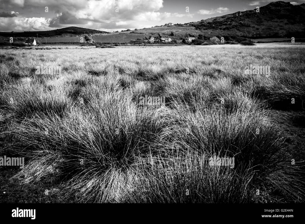 Erba sul terreno paludoso vicino al mare. Foto Stock