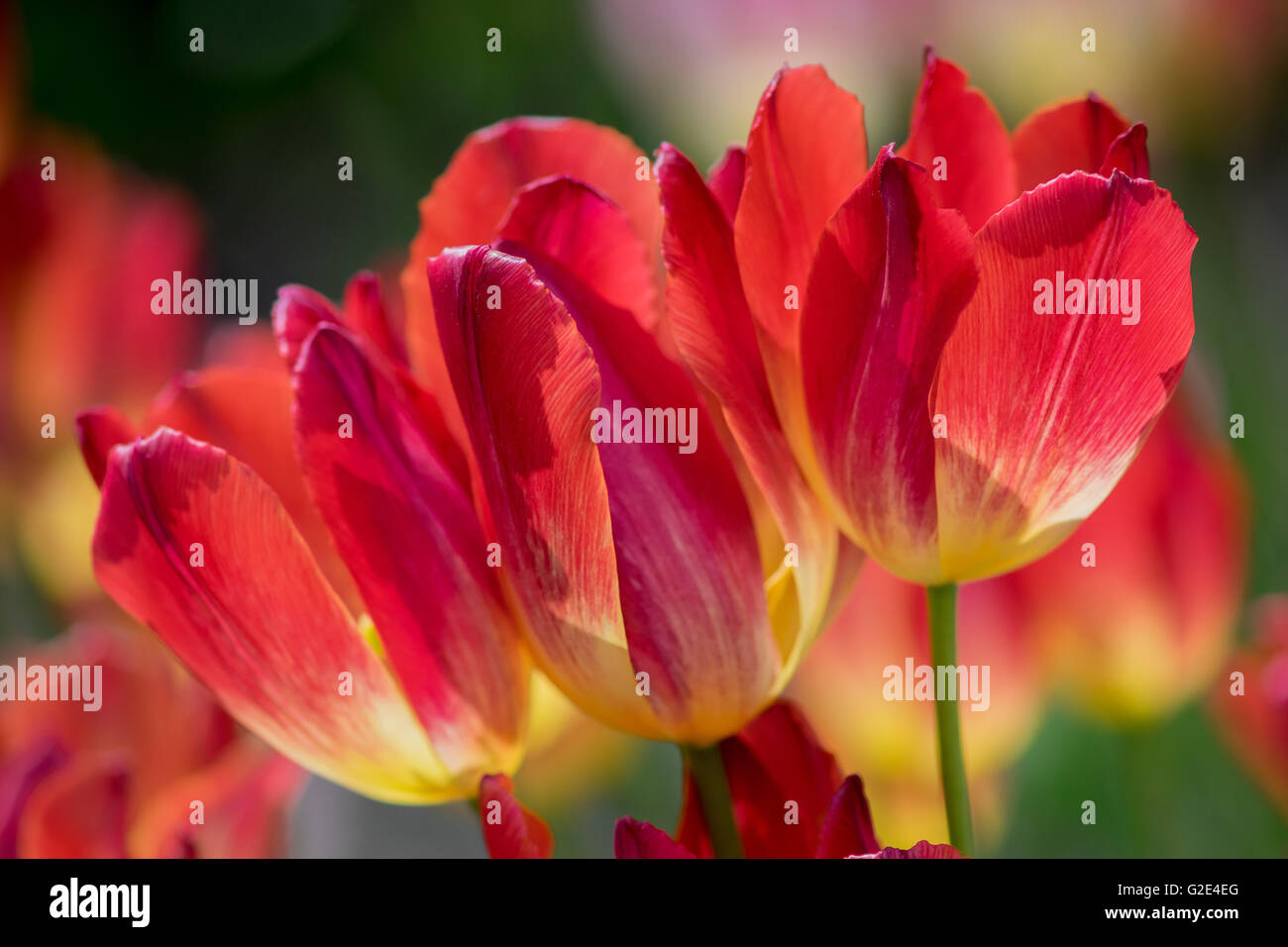 Tre sole rosso e tulipani gialli close up Foto Stock