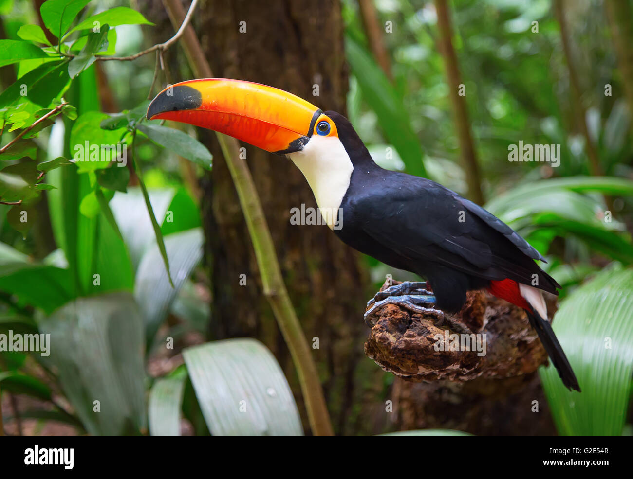 Colorato tucan nel selvaggio Foto Stock