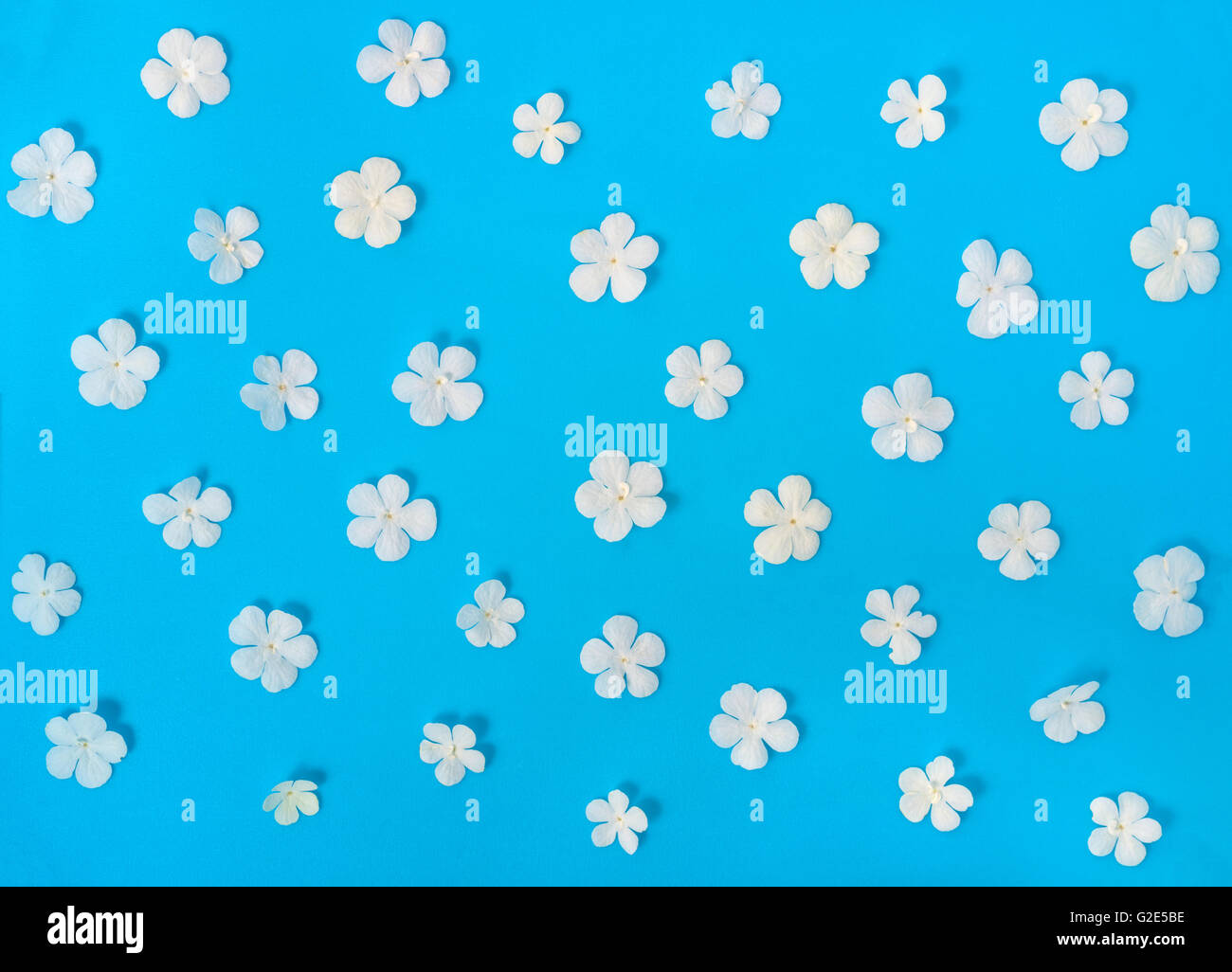 Piatto di laici bella alla moda modello senza giunture fiori bianchi su sfondo blu, close up Foto Stock